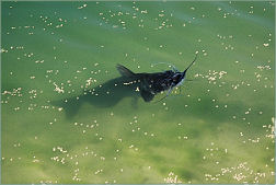 Catfish Feeding