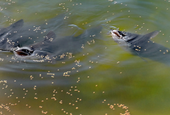 Fish Hatchery 