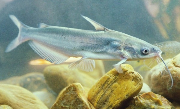 Hybrid blue catfish from Henneke Fish Hatchery
