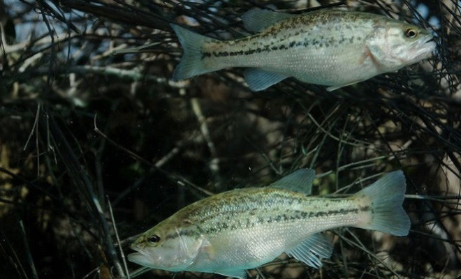 Two bass fish