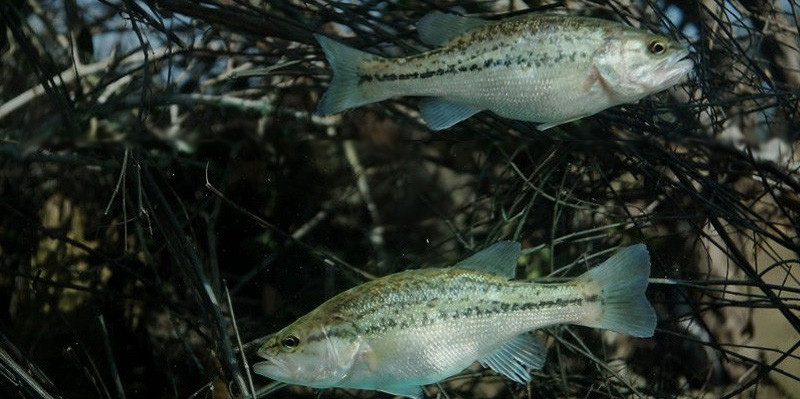 Two bass fish