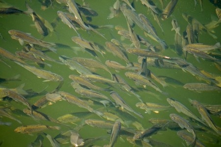 Pond Fish Supply