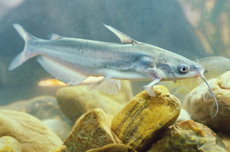 Hybrid Blue Catfish: A Fast-Growing Fish for Your Pond - Henneke