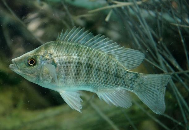 The Most Common Types of Minnows - Henneke Fish Hatchery