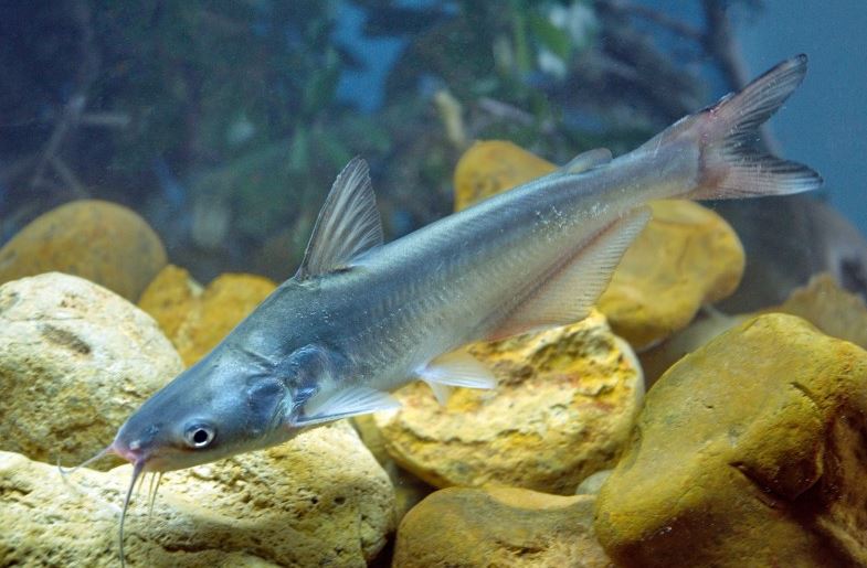 The Most Common Types of Minnows - Henneke Fish Hatchery