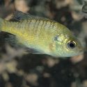 Interesting Facts About Bluegill Sunfish