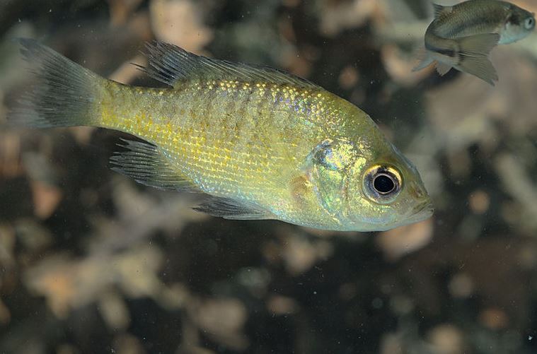 Bluegill Sunfish 
