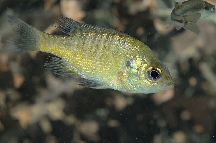 Interesting Facts About Bluegill Sunfish - Henneke Fish Hatchery