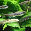 Why You Should Consider Minnows for Your Pond