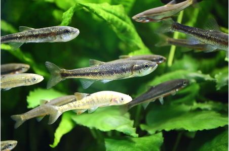 Why You Should Consider Minnows for Your Pond - Henneke Fish Hatchery